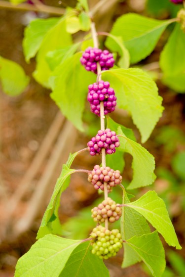 BayouBend (87 of 90)