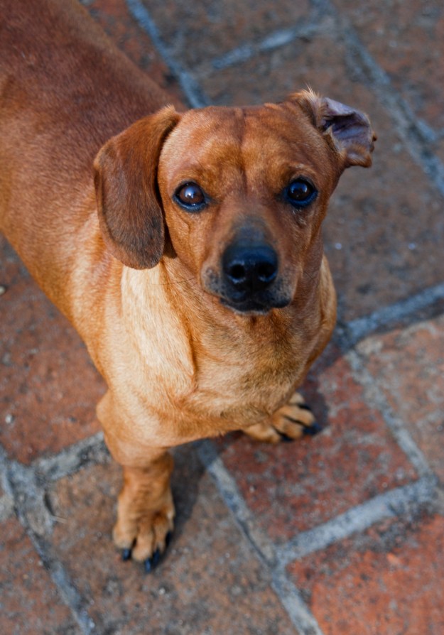 Alexander the Great AKA Speedy G